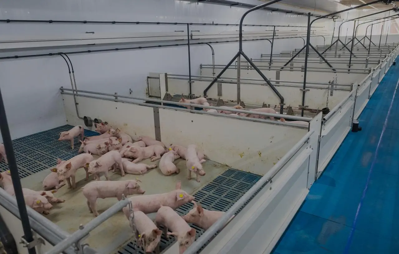 Sistema de pienso seco