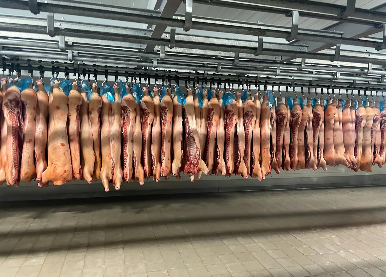 Filas de carcasas de cerdo colgadas en el refrigerador de un matadero industrial.